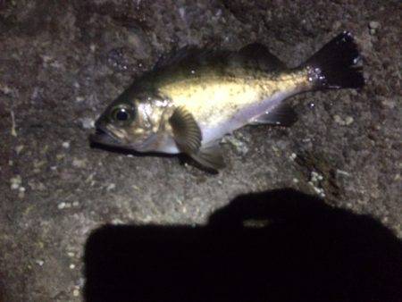 朝マズメに良型メバル