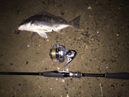 キビレ調査　ＮＯ，１５