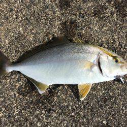 初シオ！ゲット！