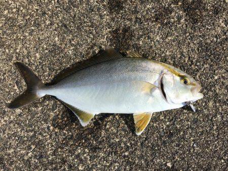 初シオ！ゲット！