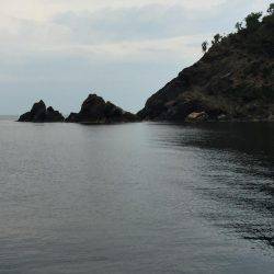 今年初ｱｵﾘｲｶ