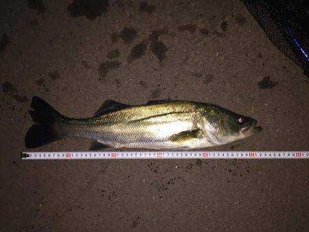 ランカーゲット！