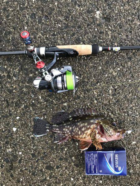 今年初メバリング