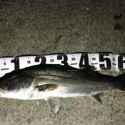 バチは、まだいけますねっ。