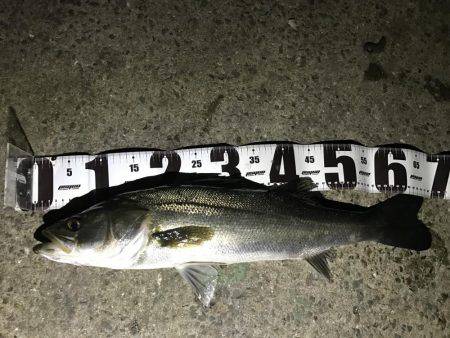 バチは、まだいけますねっ。