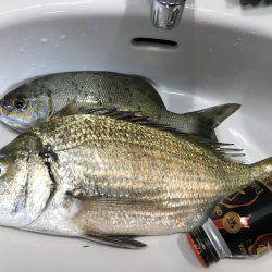 沖縄県今帰仁村でフカセ釣り