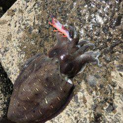 初モンゴウイカ！