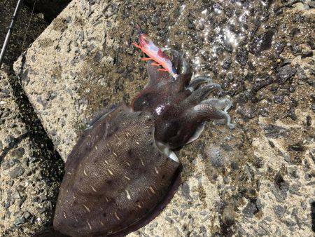 初モンゴウイカ！