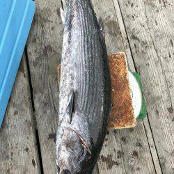 オフショアジギングでハガツオ、ハチビキ！