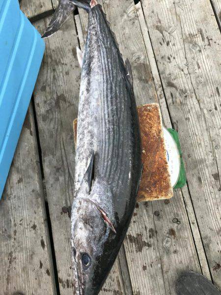 オフショアジギングでハガツオ、ハチビキ！