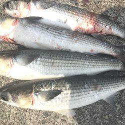 和田防フカセボラ！ボラ！ボラ！