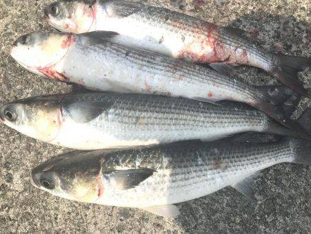 和田防フカセボラ！ボラ！ボラ！