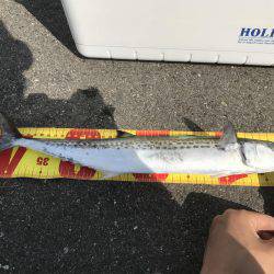 サゴシなんもか