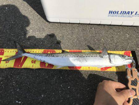 サゴシなんもか