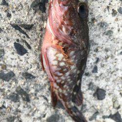 角島フカセ釣り！