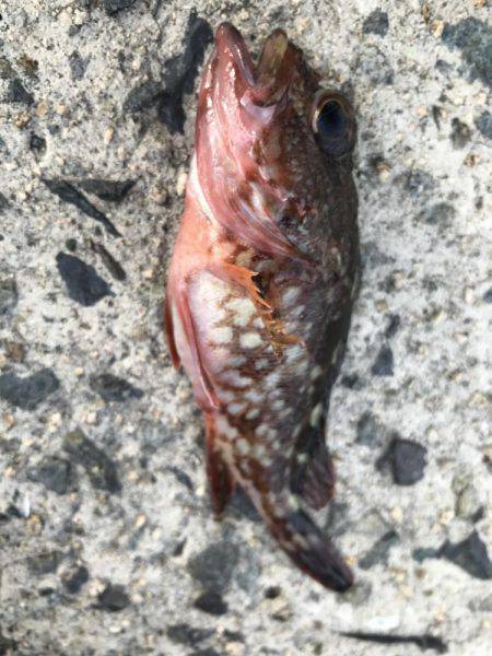 角島フカセ釣り！