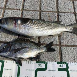 長門市仙崎人工島フカセ釣り！