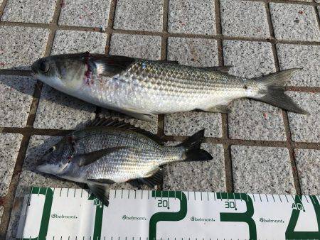 長門市仙崎人工島フカセ釣り！