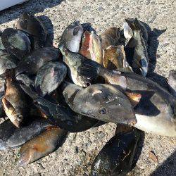 見島 沖磯フカセ釣り