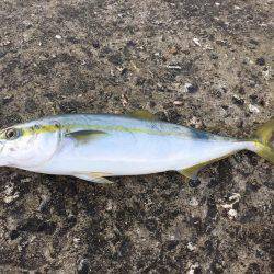 ショアジギング