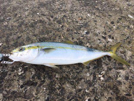 ショアジギング