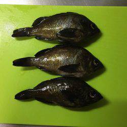 大川漁港付近 メバル