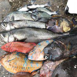 宿毛市沖ノ島 磯フカセ