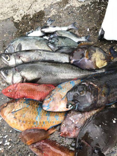 宿毛市沖ノ島 磯フカセ