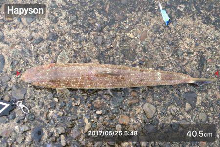 雨の中、エソだけ