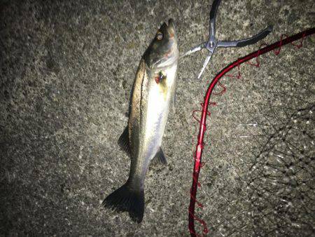 シーバスとボラ