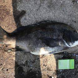 波止フカセでランガン