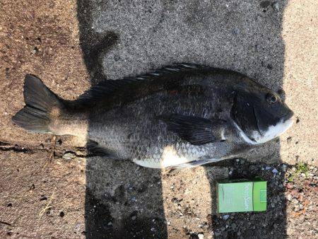 波止フカセでランガン