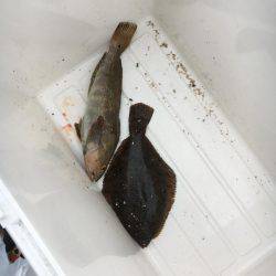 カレイにアブラメ