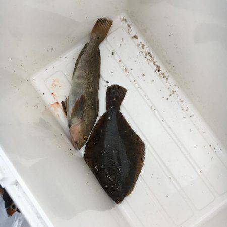 カレイにアブラメ