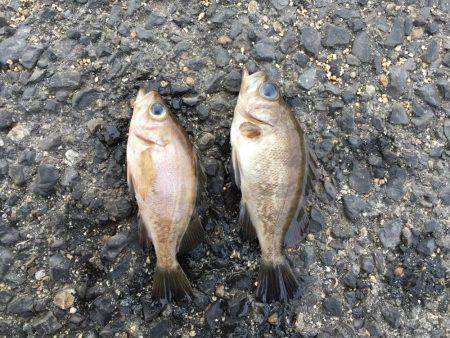 イイねー虫ヘッド