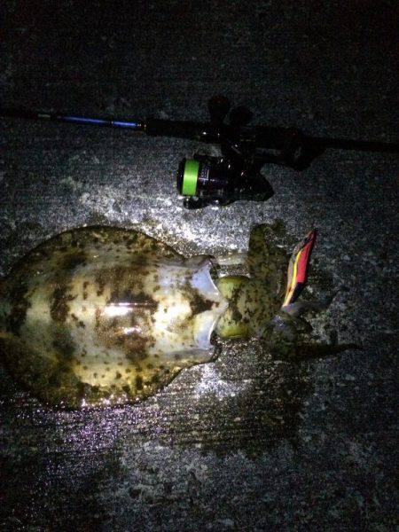 初春イカ。初キロアップ。