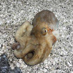 連日コウイカ狙いのはずが…