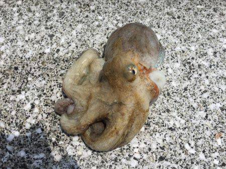 連日コウイカ狙いのはずが…