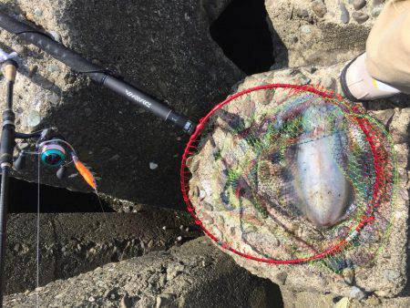 単身赴任釣行記