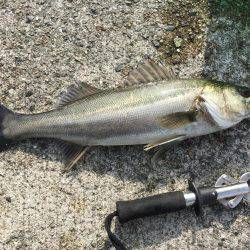 エビ撒き釣り！