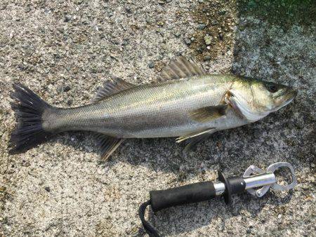 エビ撒き釣り！