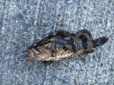 ライトワインドでガシラ