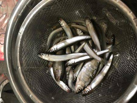 今年の稚鮎は？