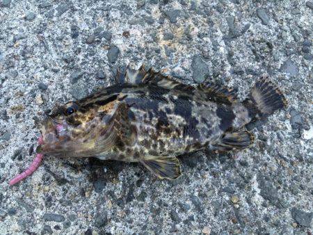 タケノコメバル連発