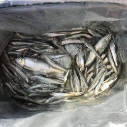 今年の稚鮎は