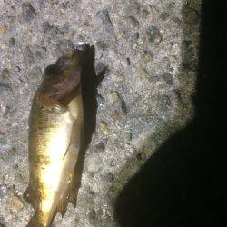 洲本から土生ランガン