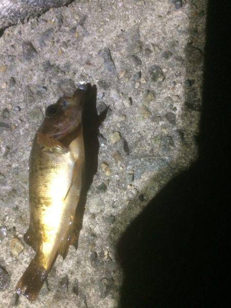 洲本から土生ランガン