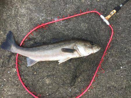 連日爆釣シーバス