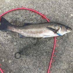 息子とシーバス