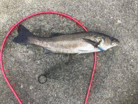 息子とシーバス